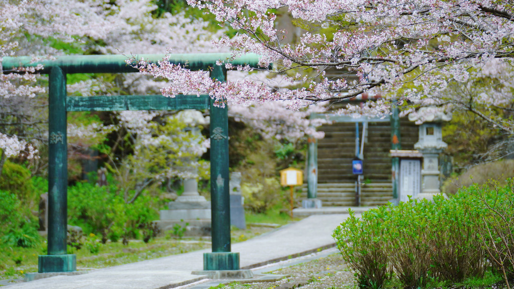 鎌倉桜散策