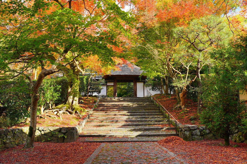 恒例の秋の京都旅