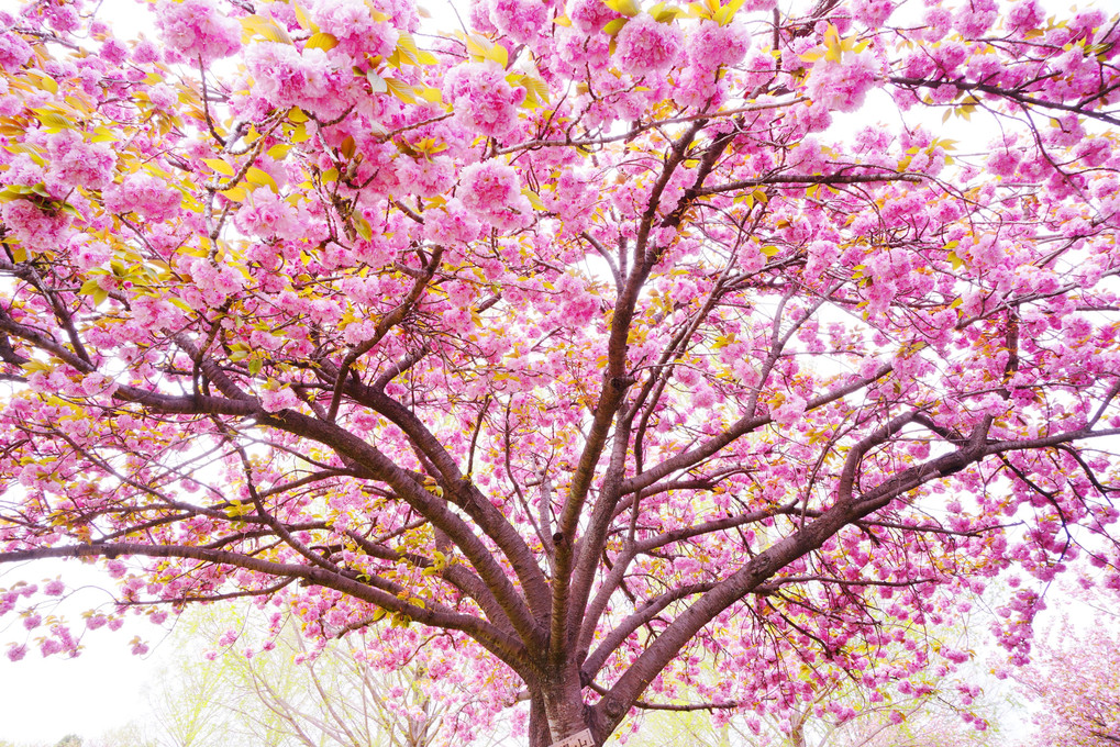 蔵出し～川越の八重桜　満開～
