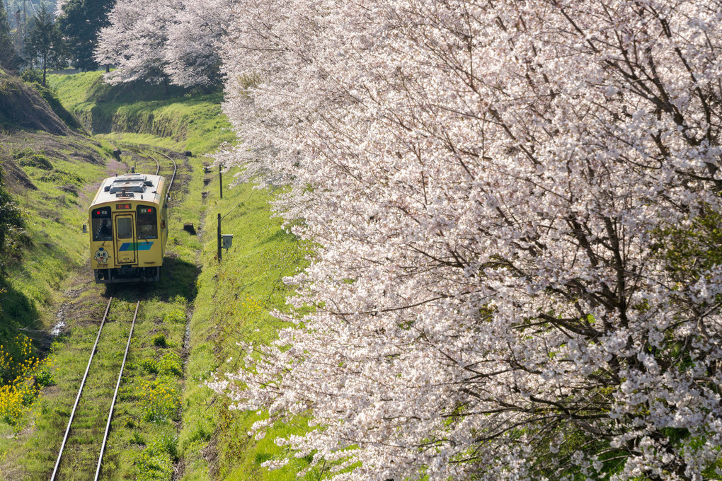 満開の桜と列車