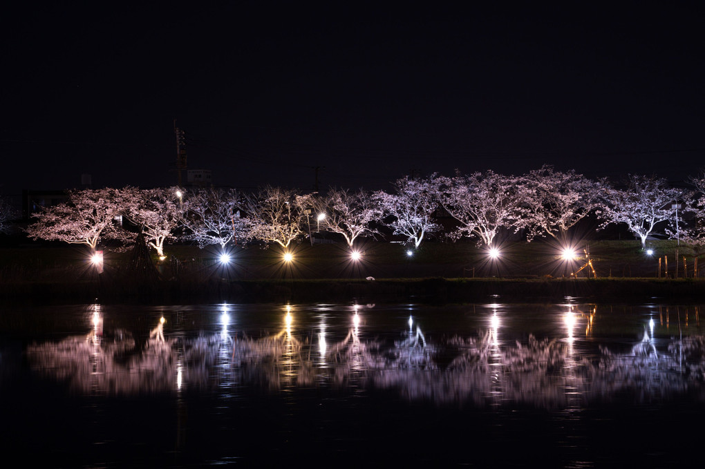 ライトアップ　河畔の桜