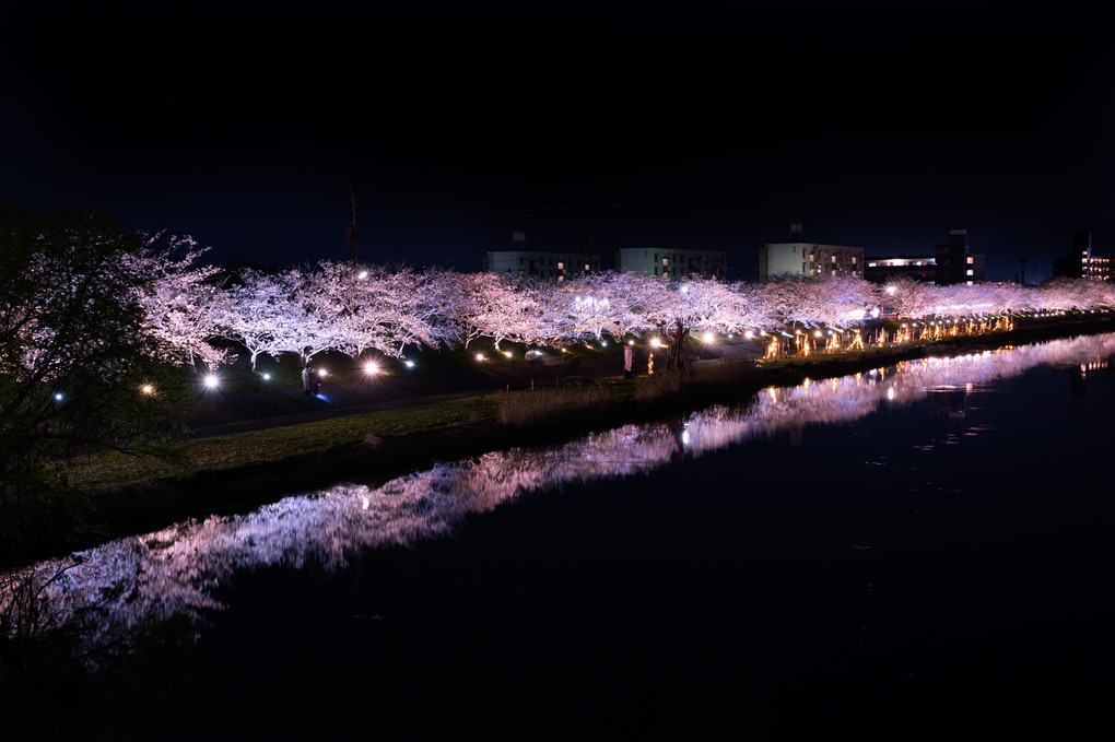 ライトアップ　河畔の桜
