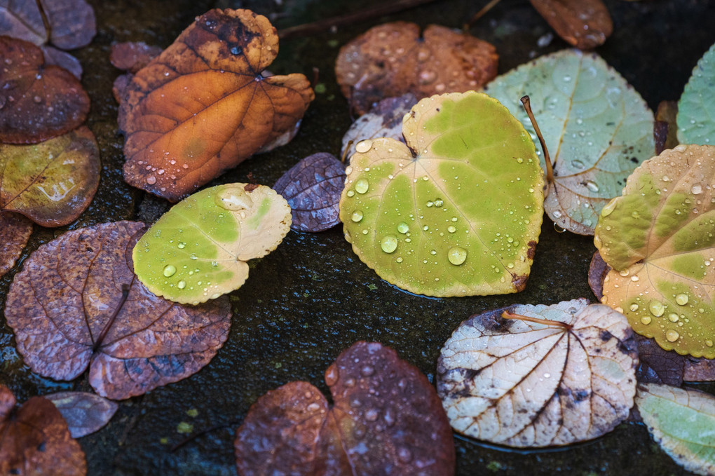 落葉の雨粒
