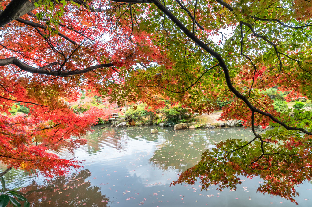 秋の日本庭園 Ⅱ