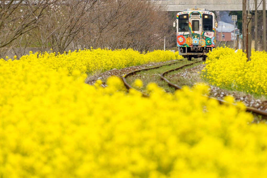 なのはな列車