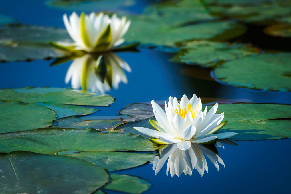 ひとつ・ふたつ・みっつ ... 睡蓮の花