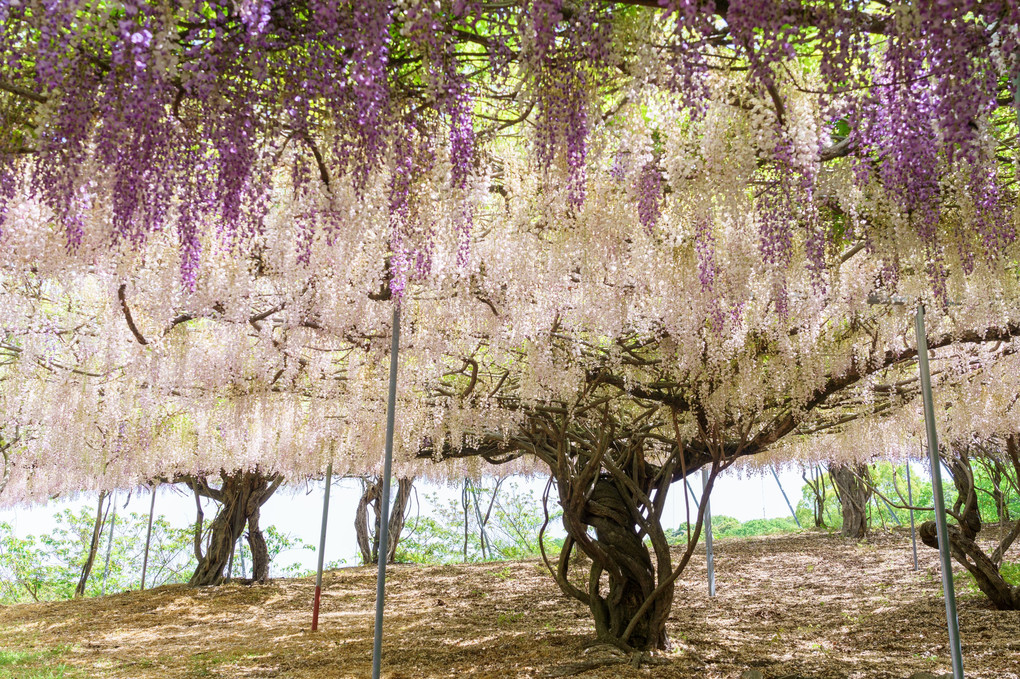 藤の花