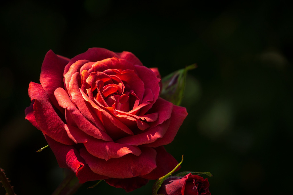 薔薇の花　１