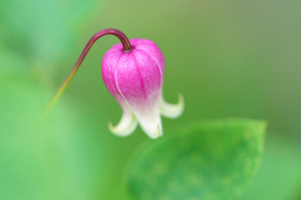 初夏の花