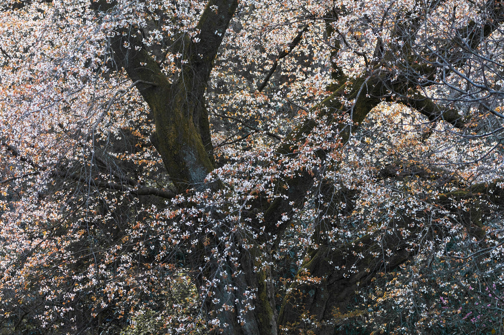 巨木の山桜
