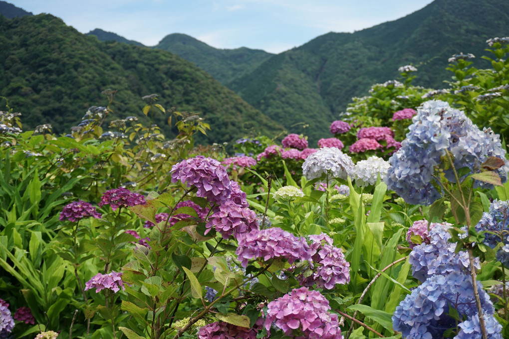 那智熊野大社の紫陽花祭