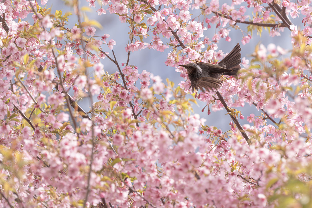 春色に飛ぶ