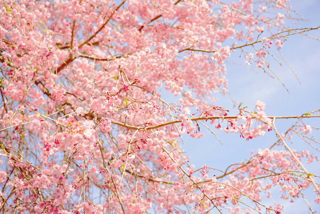 古殿町の桜