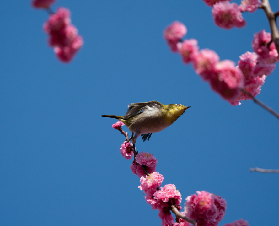 もうすぐ桜ですね。