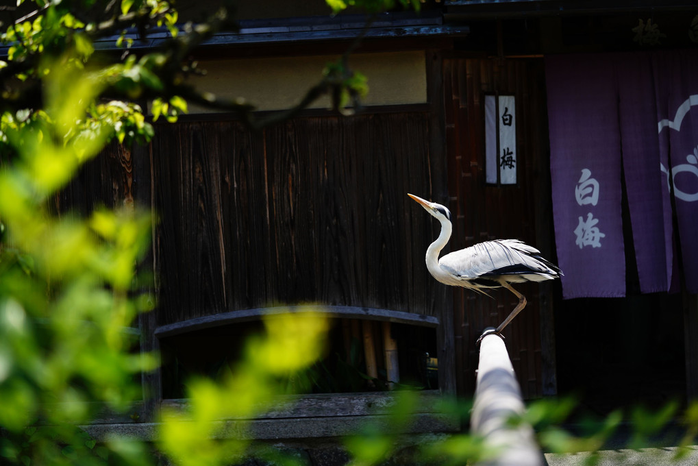 京都祇園四条　周辺　の鳥　#アオサギ#