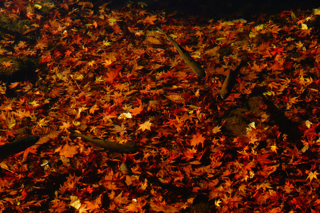 紅葉を泳ぐ