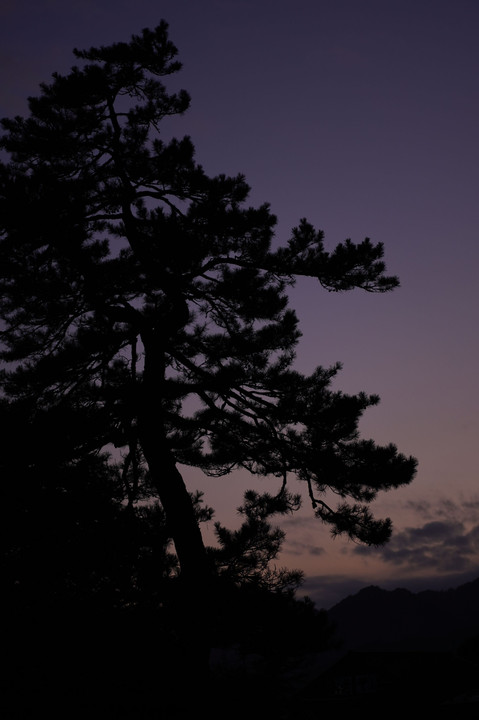 松のシルエット・出石の夕焼け
