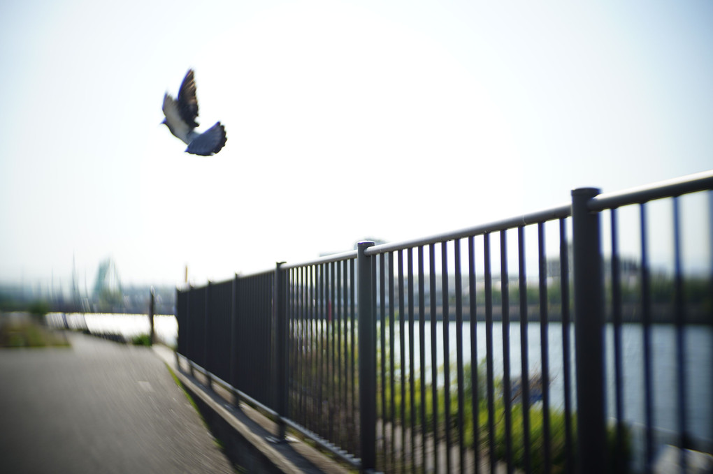 神崎川の鳩