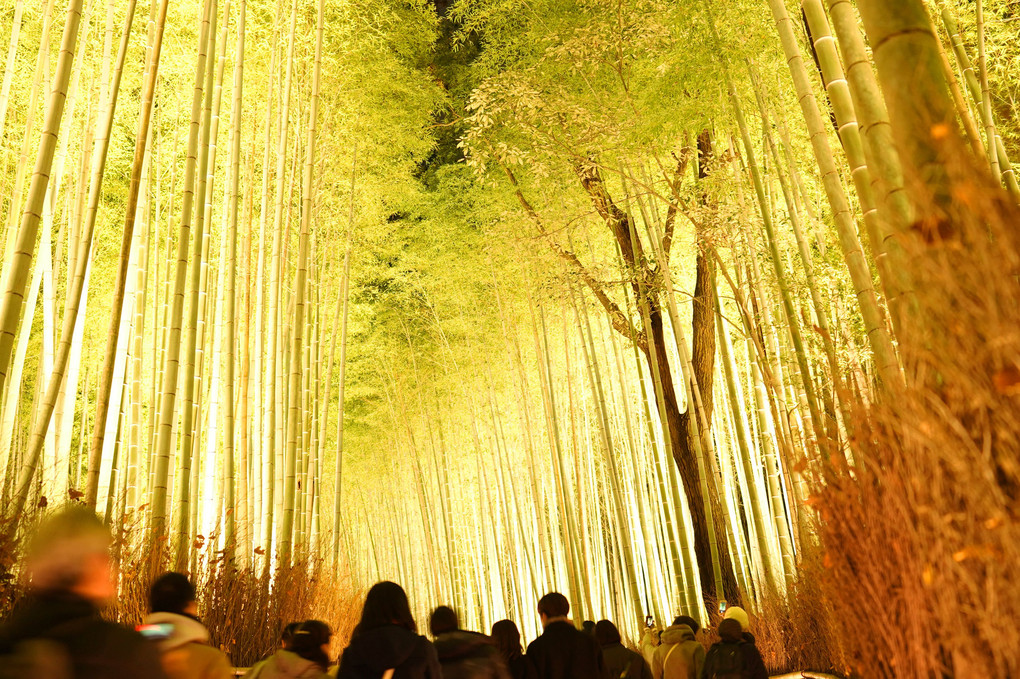 京都　嵐山　花灯路　竹林の小径