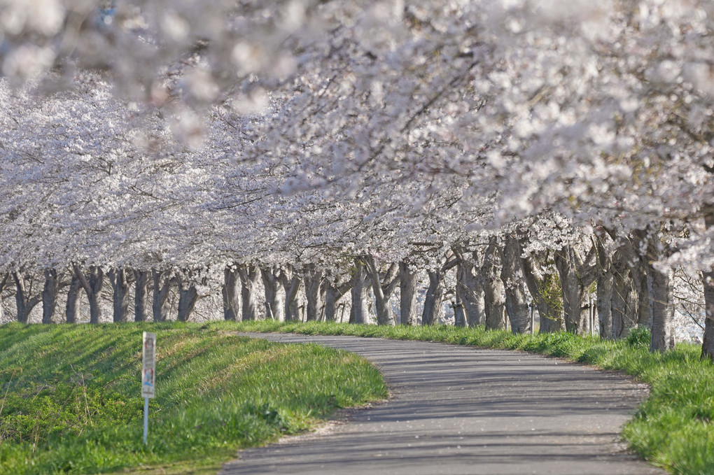 桜並木