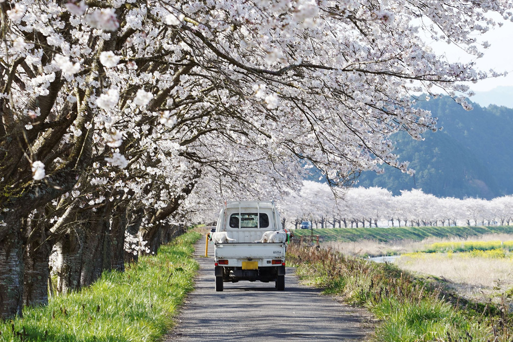 桜並木とトラック
