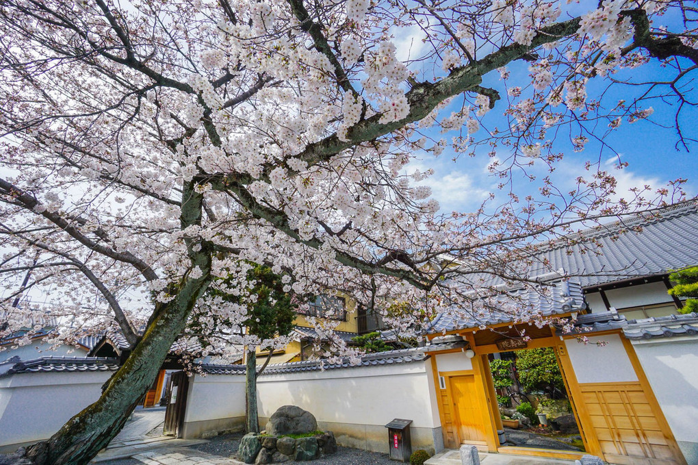 京都　桜　本隆寺