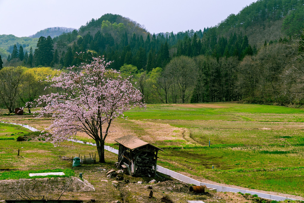 田沢湖付近の一本桜