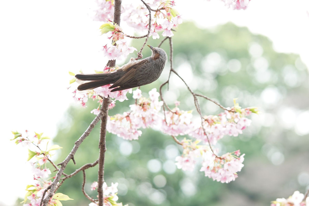 講師と行く桜色を撮る＠新宿の公園