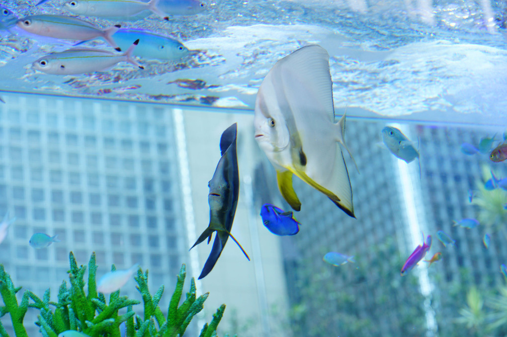 Sony Aquarium 2019　Ginza Sony Park  ヾ(＾∇＾)
