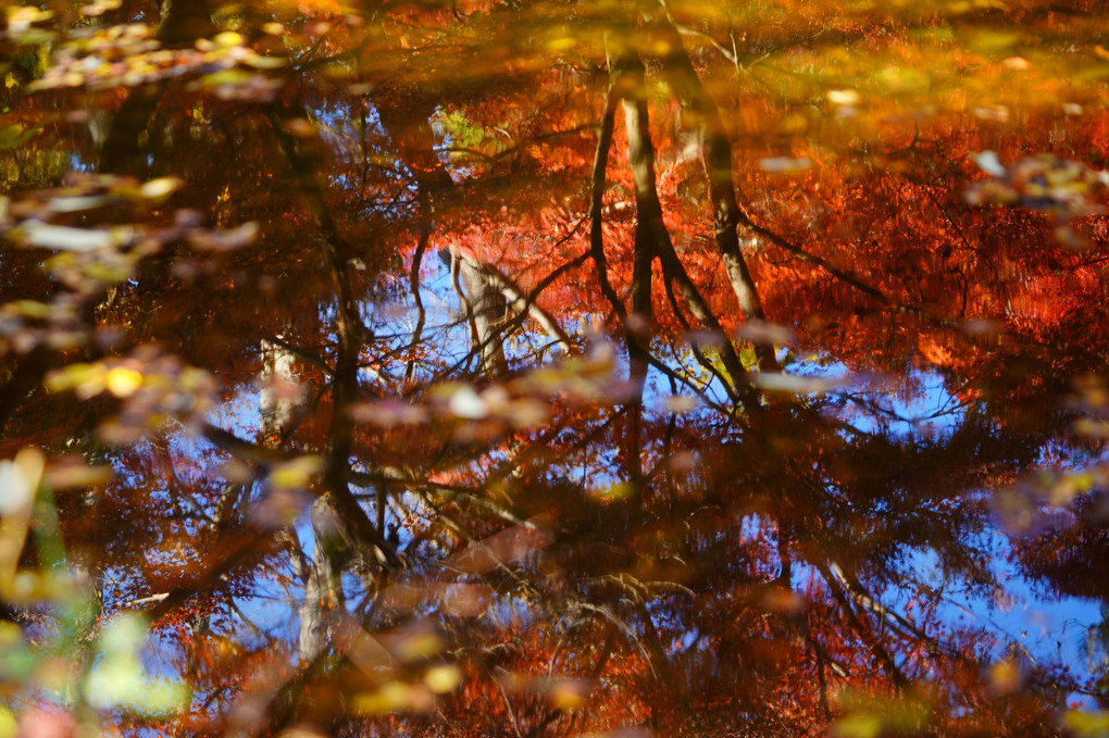 晩秋の自然を撮る　昭和記念公園　#カレンダー2024