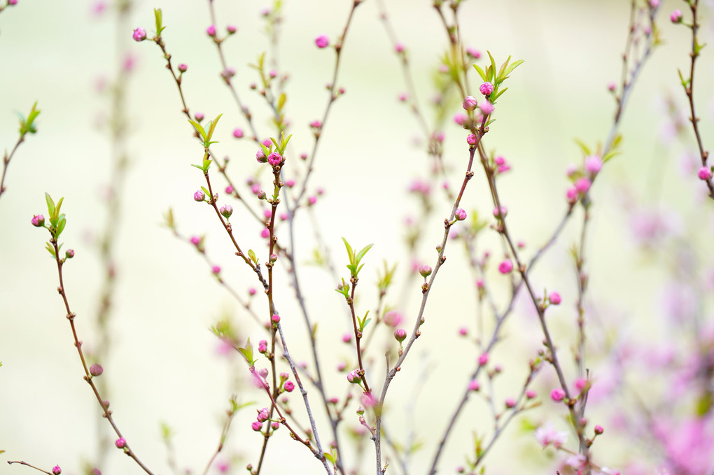 横浜イングリッシュガーデンの桜　('▽'*)ﾆﾊﾟｯ♪ 