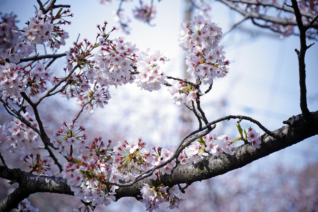 川辺の桜　o(*^▽^*)o~♪ 