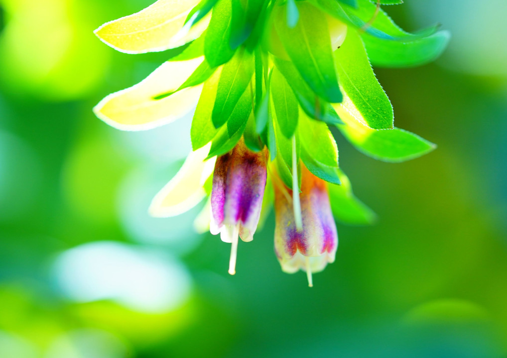 お花に癒されて　(＾＾)ｂ　