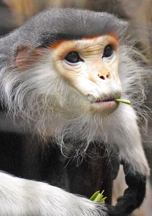 ズーラシア　横浜動物園　(*ﾟ▽ﾟ)ﾉ 