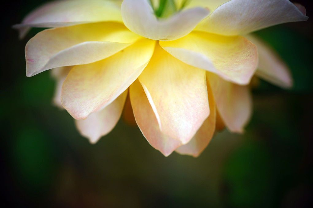 秋バラとワタ（綿）の花　(＾▽＾)/ 