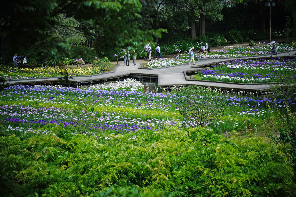 横須賀菖蒲園　ヽ(*^^*)ノ 　#カレンダー2024