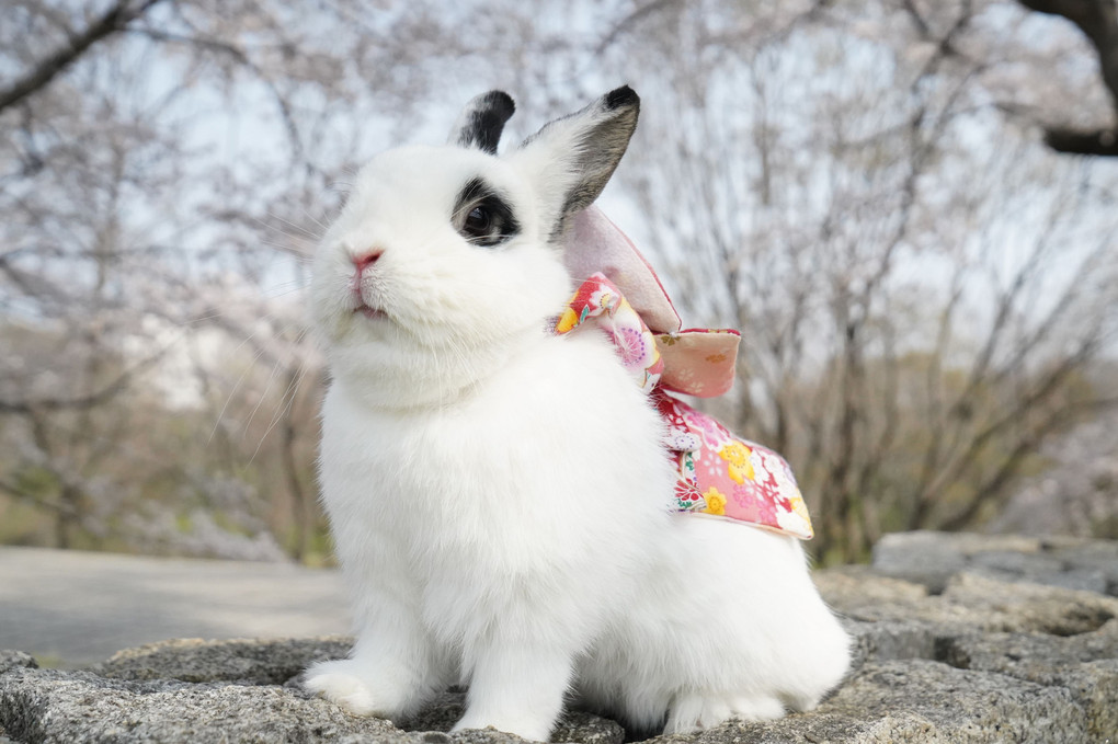 八幡市 背割堤の桜とうさぎ