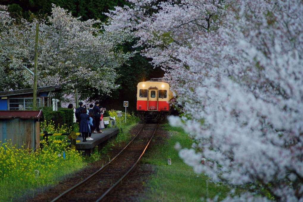 桜の駅に汽車来たる