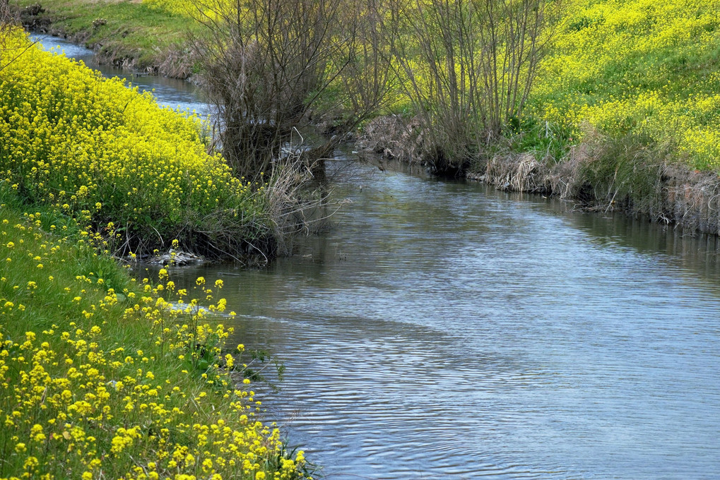 春の小川   ～～～♫♬
