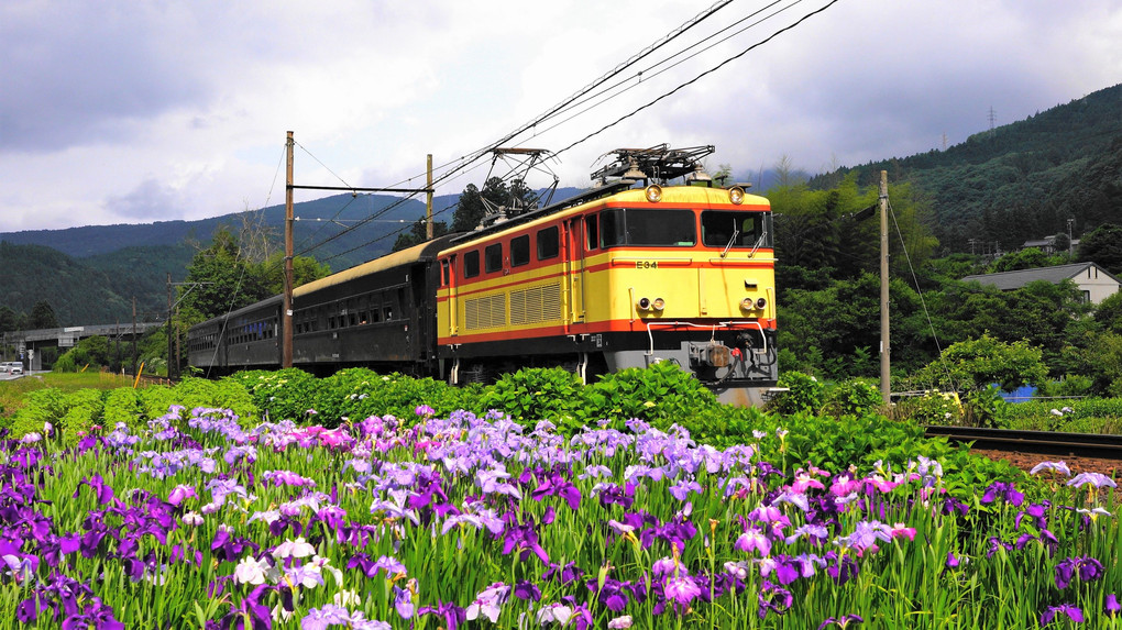電気機関車と菖蒲の花