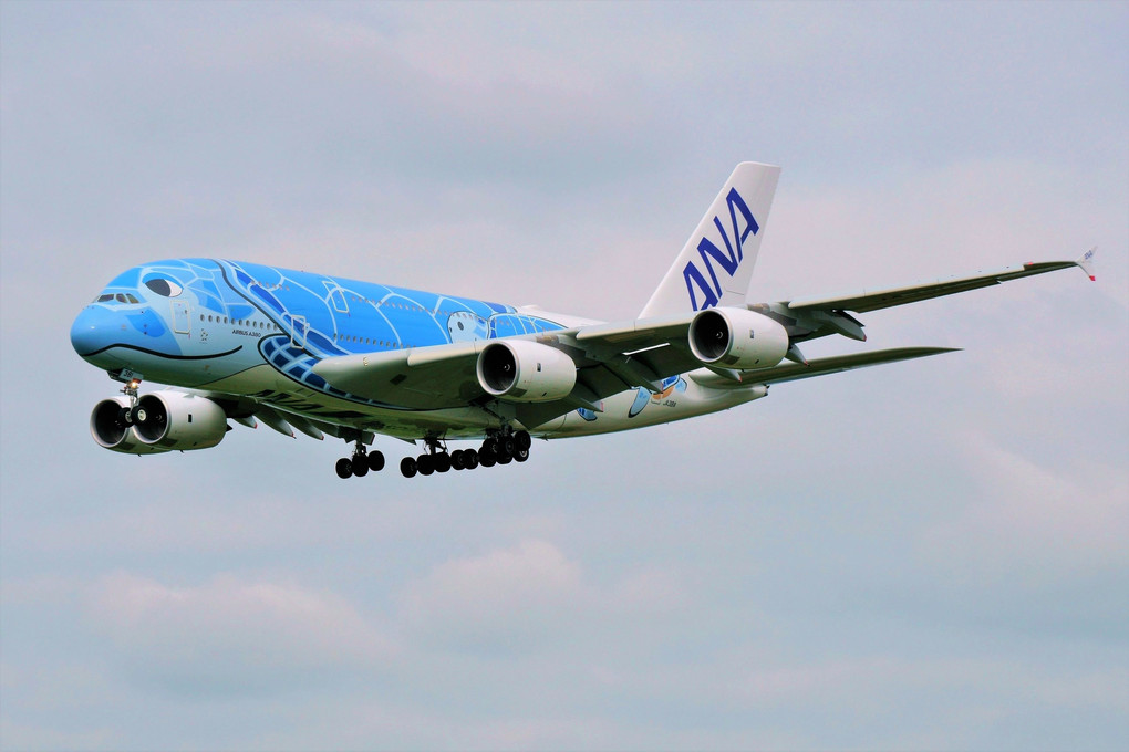 Flying HONU. Landing [飛行機の丘にて]