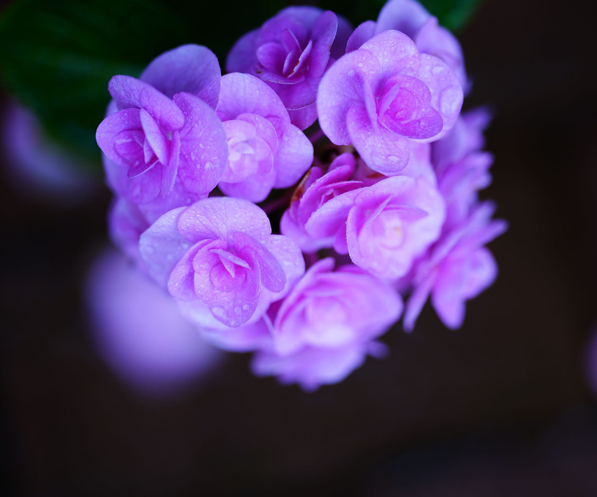 雨に咲く可憐な紫陽花