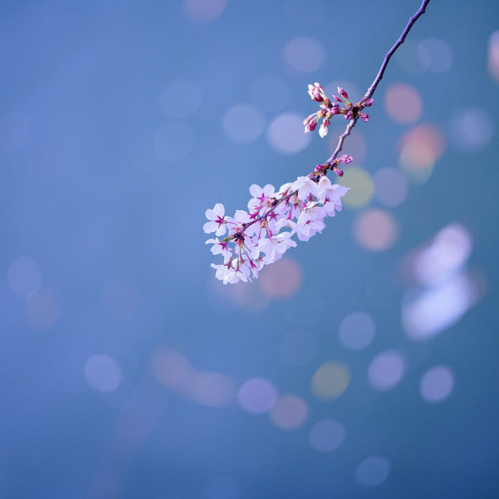 満開の桜に癒されて