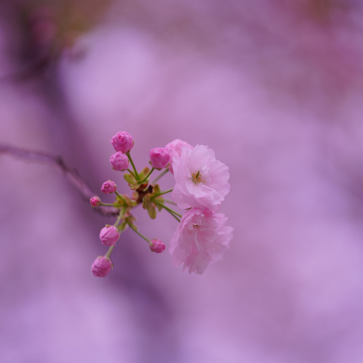 （スペシャルイベント) 桜色を撮る＠新宿の公園編
