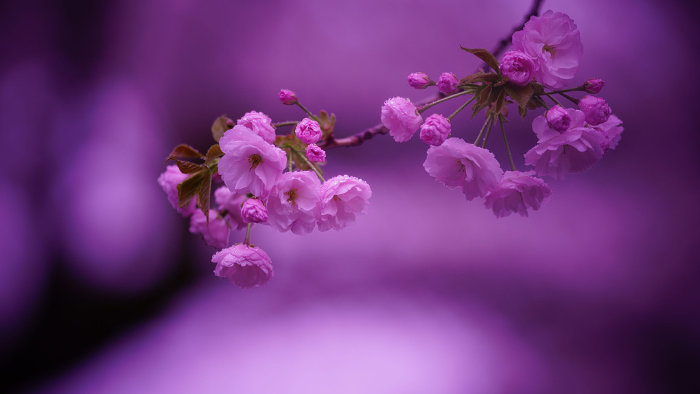（スペシャルイベント) 桜色を撮る＠新宿の公園編