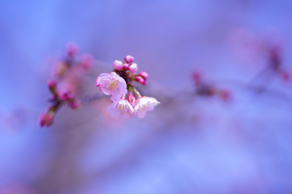 可愛い河津桜