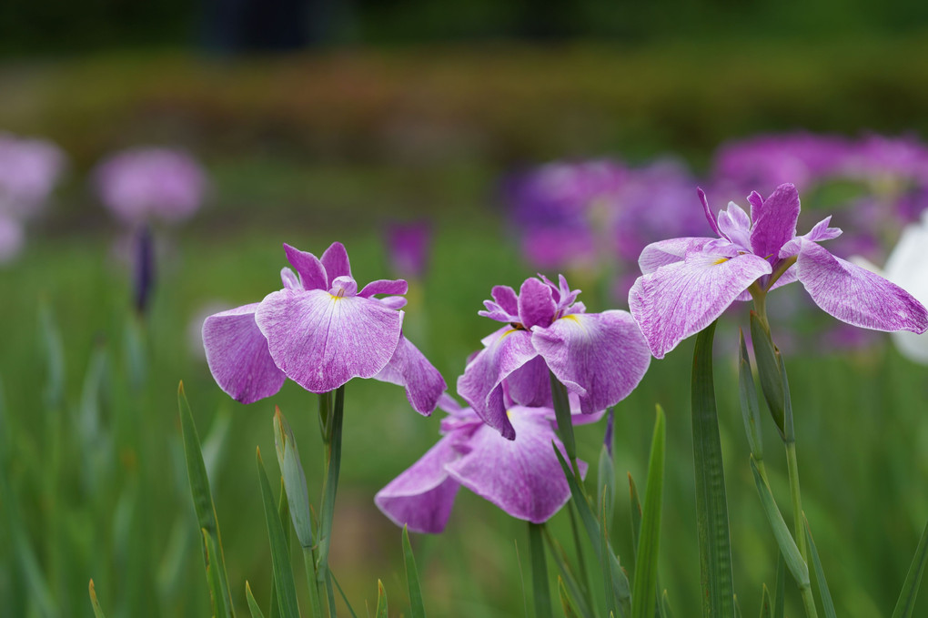 東御苑の花菖蒲（オフ会）其の１