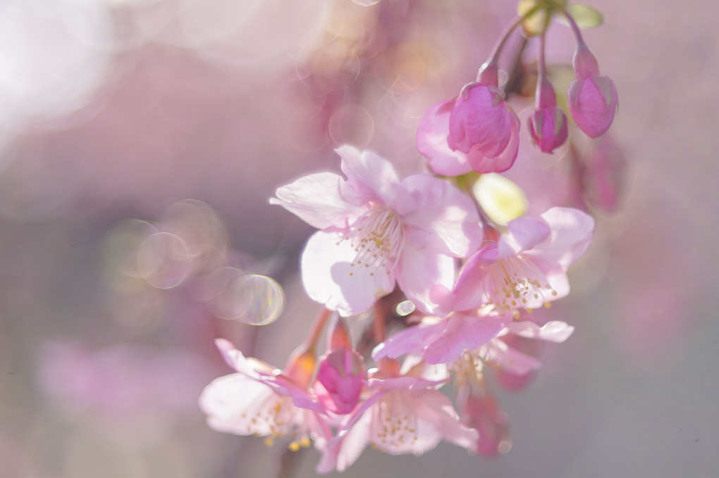 桜の季節に