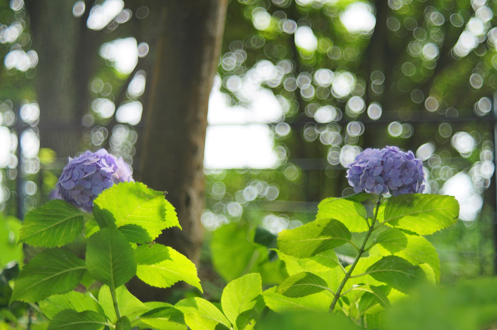 紫陽花の小道