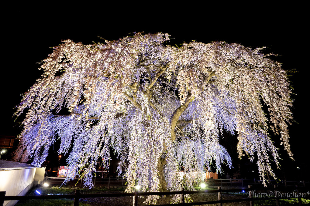 法亀寺の枝垂れ桜